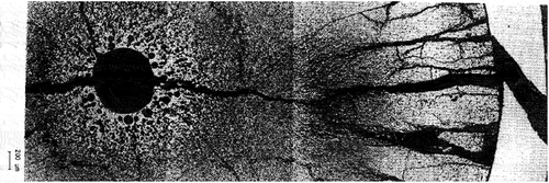 Fig. 5. HBC4 rodlet. Transverse cross section CT1. Clad failure is visible on the right side.