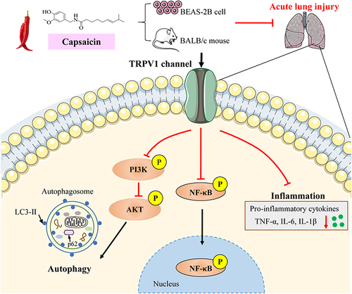 Figure 7 Graphical illustration of CAP preconditioning inhibition of LPS-induced inflammation and autophagy through the TRPV1/AKT pathway.