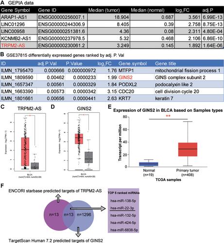 Figure 1 The identification of interested interactome in BLCA. (A) The top 5 most significantly upregulated lncRNAs in BLCA using GEPIA database based on the log2|FC| values. FC: fold change; adj.P: adjusted P value. (B) The top five most significantly upregulated mRNAs in BLCA by analyzing GSE37815 data series. (C) The relative expression of TRPM2-AS in BLCA tissues and healthy tissues from GEPIA database. *P < 0.01. (D) The relative expression of GINS2 in BLCA tissues and healthy tissues from GEPIA database. *P < 0.01. (E) The expression of GINS2 in BLCA tissues based on the TCGA database. **P < 0.0001. (F) The identification of the bridge miRNAs between TRPM2-AS and GINS2 mRNA.