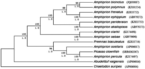 Figure 1. Phylogenetic trees derived from neighbour-joining (NJ) and Bayesian inference (BI) analyses based on nucleotide sequences of 13 mitochondrial protein-coding genes and 2 ribosomal RNA genes. Tree topologies produced by BI and NJ analyses were equivalent. Bayesian posterior probability (bottom) and bootstrap support values for NJ analyses (top) are shown in order on the nodes. Chaetodon auripes was selected as an outgroup species.