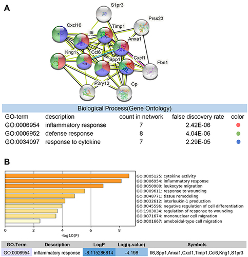 Figure 6 Multi-software screening for genes highly associated with inflammation. (A) STRING enriched biological processes; molecules related to inflammatory response are shown in red, molecules related to response to cytokine in blue, and molecules related to defense response in green. (B) Red cluster enriched biological processes, and genes associated with inflammatory responses.