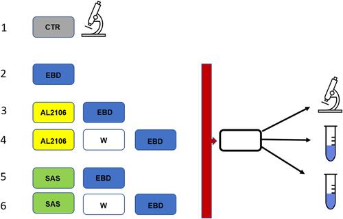 Figure 2 Design of the study. Mucosal sampling and sequence of treatments after perfusion with the damaging solution. Six samples were taken from each esophagus. One served as epifluorescence control (CTR), one was stained with Evans blue dye (EBD) immediately while the others were treated with topical agents and stained with EBD, preceded or not by washing with saline.