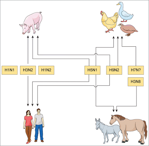 Figure 2. Scenarios for the potential reassortment of influenza A virus in animals and humans in Egypt. There are many hosts to be considered as “mixing vessels” for the potential reassortment of IAV in Egypt. The arrows refer to the possible co-infection of susceptible host(s) with different IAV subtypes in Egypt. Waterfowls, vaccinated chickens and quails are frequently infected without showing clinical signs where H5N1, H9N2 and/or H7Nx viruses may reassort. Infected donkeys and horses with H5N1 and equine H3N8 or pigs co-infected with human IAV subtypes, H5N1 and/or H9N2 viruses are possible sources for reassortment of IAV in Egypt. Reassortants can also emerge after infection with human (H1N1, H3N2 or H1N2) and avian (H5N1 and/or H9N2) IAV's subtypes in humans.