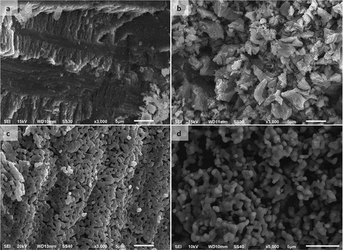 Figure 2. Morphological changes of the precursors to form HAp: (a) raw golden apple snail (Pomacea canaliculata) shell; (b) CaO decomposed from raw materials; (c) HAp after sintering at 1000°C for 6 h; and (d) HAp powder.