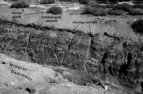 FIGURE 3. Otomys burrows and pathways within the peat horizon of a north-facing gully sidewall (gully depth ∼120 cm)