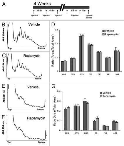 Figure 4. Chronic treatment with rapamycin does not alter polysome profiles in mouse tissue. (A) Chronic treatment involved an injection every 48 h with vehicle or rapamycin. Tissue was collected 1 h after the final injection. (B and C) representative liver polysome profiles from vehicle (B) and rapamycin (C) treated mice. (D) Quantification of polysome peaks from vehicle and rapamycin-treated liver tissue. (E and F) representative muscle polysome profiles from vehicle (E) and rapamycin (F) treated mice. (G) Quantification of polysome peaks from vehicle and rapamycin-treated liver tissue. For all groups, n = 8.