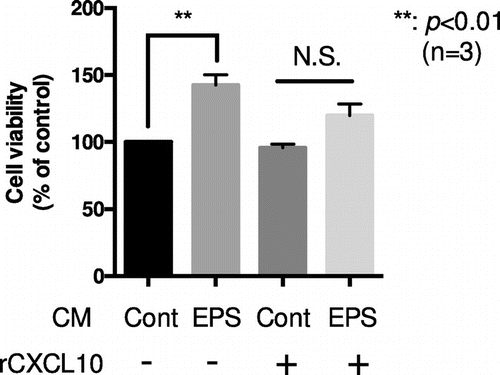Figure 4. EPS-conditioned medium enhances the viability of MSS31, an endothelial cell line, which is blocked by CXCL10 administration. Differentiated C2C12 myotubes were stimulated with or without EPS for 24 h, and the cell culture supernatants were collected. Conditioned medium (CM) of either EPS treated cells (EPS-CM) or non-treated cells (Cont-CM) was then added to quiescent MSS31 cell culture with or without recombinant CXCL10 (rCXCL10) (final concentration of total CXCL10; 125 pg/mL). MSS31 cell viability was evaluated with the MTT assay as described. The graph represents the means ± SEM (**p < 0.01, n = 3, N.S.; not significant, one-way ANOVA).