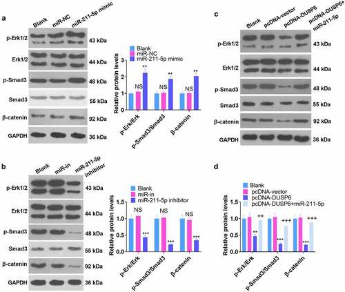 Figure 7. Regulation of the ERK-Smad/β-catenin pathway by miR-211-5p and DUSP6.