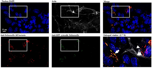 Figure 8. S. Typhimurium intracellular localization within intestinal epithelium. 3D organoids were dissociated, seeded on Transwell® permeable supports and grown into a differentiated 2D organoid monolayer. 2D ileum organoïds were infected with STm WT p4889 for 1.5 h at 37 °C followed by 1.5 h with gentamicin 100 µg/mL and extra time with gentamicin 10 µg/mL correspond to 24 h p.i. then fixed and stained with DAPI for nucleus (blue), Phalloïdin Alexa Fluor 647 for actin (grey), Salmonella antibody detected with goat anti-rabbit Alexa Fluor 568 (red) and anti-GFP conjugated Alexa Fluor 488 (green). Imaging was performed using confocal microscopy with a water-immersion 63× objective (Leica TCS SP8, Germany). On three time enlarged window vacuolar Salmonella were visualized red targeted by white arrow head (DsRed constitutive: red) and hyper-replicative cytosolic Salmonella were observed mixed red/yellow targeted by white arrow (corresponding to colocalization of sfGFP inducible (green) and DsRed constitutive (red)). Scale bar 10 µm.