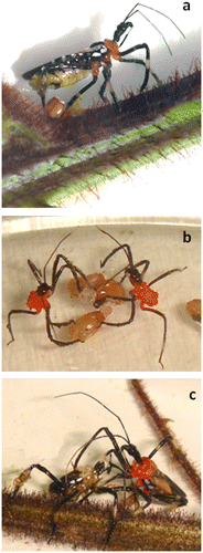 Figure 5. Other forms of relocation of Rubus cf. adenotrichos TS displayed by Heniartes stali. (a) A female spreading the TS on the genital area using a hind leg; (b) Newly hatched nymphs collecting the TS from eggs; and (c) A freshly molted male collecting the TS from the exuvia.