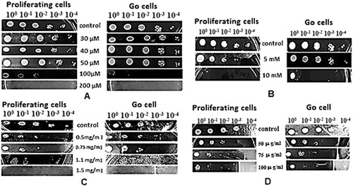 Figure 1. Sensitivity assay of proliferating and G0 S. cerevisiae BY 4741 cells subjected to: menadione (A); hydrogen peroxide (B); ibuprofen (C); zeocin (D). Control – S. cerevisiae BY 4741 cells cultivated in the absence of toxic agent. The image is representative of one of the three independent experiments.