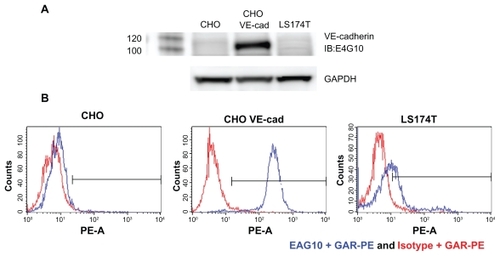 Figure 9 Characterization of the E4G10 antibody. A) Western blot analysis of E4G10 binding to cell lysates from the (CHO), VE-cad-transfected CHO, and LS174T cells. GAPDH was included as a loading control. B) Flow cytometric analysis showed the binding characteristics of E4G10 with the CHO, VE-cad-transfected CHO, and LS174T cells. The IgG isotype control was the anti-KLH antibody. The secondary IgG was a goat anti-rat phycoerythrin IgG.Abbreviations: CHO, Chinese hamster ovary; VE-cad, vascular endothelial-cadherin; GAPDH, glyceraldehyde 3-phosphate dehydrogenase; IgG, immunoglobulin G; anti- KLH, anti-keyhole limpet hemocyanin.