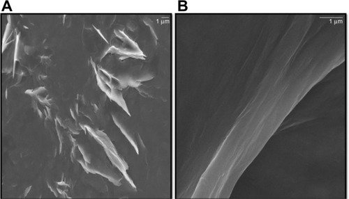 Figure 7 Scanning electron microscopy images of graphene oxide (A) and Ginkgo biloba extract-reduced graphene oxide (B).