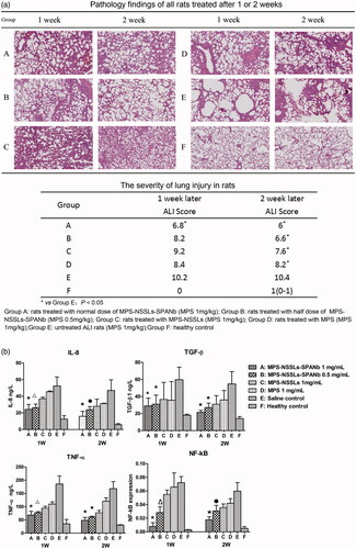 Figure 4. Therapeutic effect of nanoparticles. (a) Lung injury on rats model was highly pathologically improved after treating with MPS-NSSLs-SPANb 1 and 2 weeks later. (b) MPS-NSSLs-SPANb significantly reduced the expression of inflammation cytokine in both BALF and lung tissue.