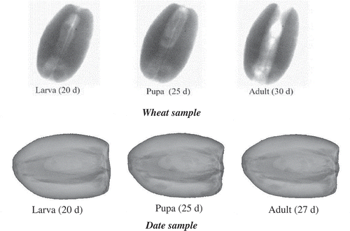 Figure 4. X-ray images of a wheat kernel infested by different life stages of R. dominica (Karunakaran et al., Citation2004a) and date infested by different life stages of O. surinamensis.