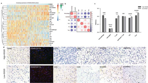 Figure 5. Analysis of tumor immune cell infiltration relative to the ISG20 level in the CGGA dataset. (a) Correlation of 24 immune cell subpopulations with ISG20 expression in CGGA dataset. Each colored square within the figure illustrates the correlation between ISG20 and the transcriptional profile of the corresponding immune cell type. Red color illustrates a very strong positive correlation (r = 1), white no correlation (r = 0), and blue a negative correlation (r = −1). (b) Mutual relationship of ISG20-correlated immune cells in CGGA dataset. Plot size and color depth show the intensity of the relationship: red, positive correlation; blue, negative correlation; larger plot indicates a stronger correlation. *p < 0.05, **p < 0.01, ***p < 0.001. (c) Analysis of intratumoral immune cell infiltrates relative to ISG20 expression. Immune cell infiltrates from 43 glioma patients were analyzed by immunohistochemistry. Macrophages (quantified with marker CD68), microglia (CD45 + CD11b), T cells (CD3), cytotoxic T cells (CD8), Tfh cells (CXCR5), memory T cells (CD45RO) were stained. Expression of marker for macrophages increased with increasing ISG20 expression. In contrast, markers for T cells, Tfh cells, and Tcm cells were decreased in high ISG20 expression tumors. Markers for microglia and cytotoxic T cells did not show significant change. (d) Photographs of immunohistochemical staining of each marker in high- and low-ISG20 expression tumors. For CD68, CD3, CD8, CXCR5 and CD45RO, positive cells are stained brown. For CD45 + CD11b, positive cells are stained orange (after merging FITC and CY3 emission signal). Magnification, x400. IHC, immunohistochemistry; high-ISG20, high expression of ISG20; Low-ISG20, low expression of ISG20, **p < 0.01, ***p < 0.001.