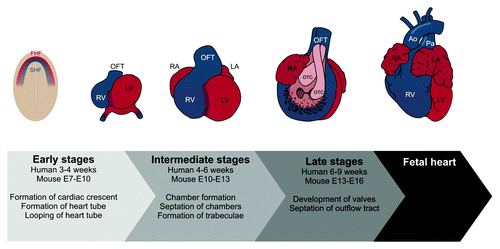 Figure 2. Overview on developmental stages of the heart. The cardiac crescent is formed around day 15 in humans. Myocardial progenitors from the first heart field (FHF, red color) contribute to the ventricles, the atria and the atrioventricular canal (AVC). Progenitors from the second heart field (SHF, blue color) contribute to the outflow tract (OFT) and all other regions of the heart, except the left ventricle. A linear heart tube is formed around day 21 in humans. The heart tube loops and chambers are formed by ballooning of regions destined to become atrium and ventricles. Endocardial cushions form in the AVC and the OFT. These cushions will later transform into the semilunar and atrioventricular valves and will participate in the septation of the OFT. Abbreviations: Ao, Aorta; LA, left atrium; LV, left ventricle; OTC, outflow tract cushions; Pa, pulmonary artery; RA, right atrium; RV, right ventricle.
