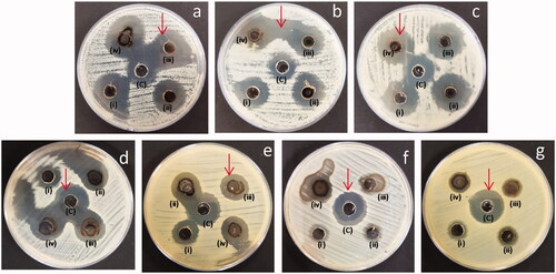 Figure 14. Antimicrobial activity of the AgNPs against fungal species (A) Geotrichum candidum, (B) C. tropicalis, (c) C. albicans and bacterial species, (d) E. coli, (e) K. pneumoniae, (f) S. aureus and (g) E. faecalis. Inhibition zones observed by AgNPs, (i) 0.125 mg/mL, (ii) 0.25 mg/mL, (iii) 0.5 mg/mL, (iv) 1 mg/mL, (c) Inhibition zones by standard drug.