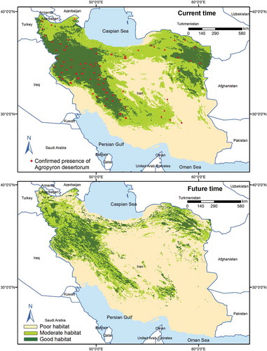 Figure 6. Habitat suitability map for A. cristatum in the current and future time using MaxEnt model under current and future condition (BCC-CSM1-1, RCP45 scenario)