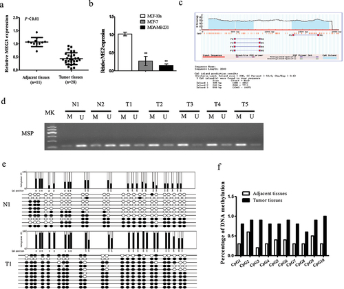 Figure 1. Methylation of MEG3 promoter and downregulation of MEG3 in human breast cancer samples and cells lines. (a) The MEG3 expression was detected by qRT-PCR in breast cancer samples. (b) The MEG3 expression was detected by qRT-PCR in MCF-7 and MDA-MB-231 cells. (c) Schematic representation of percent guanine (g) and cytosine (C) nucleotides of the MEG3 gene and location of CpG dinucleotides. (d) MEG3 hypermethylation was observed in human breast cancer samples by MSP method. (e) Methylation status of MEG3 promoter region of paracancerous tissues and breast cancer samples was analyzed by BSP method. (f). Percentage of DNA methylation. Data are shown as the mean ± SD (n = 3). *P < 0.05, **P < 0.01 vs. respective control.