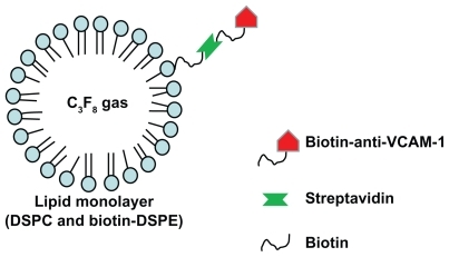 Figure 1 Schematic illustration for surface bio-functionalization to form VCAM-1 targeted microbubbles through a biotin–streptavidin bridging chemistry method.Abbreviation: VCAM-1, vascular cell adhesion molecule 1.