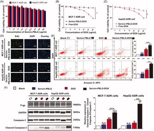 Figure 5. In vitro anti-tumor effect of sericin-PBLG-DOX. (A) Viabilities of MCF-7 ADR cells and HepG2 ADR cells after incubation with the sericin-PBLG nanocarrier. (B and C) Viabilities of MCF-7 ADR cells and HepG2 ADR cells after incubation with DOX or sericin-PBLG-DOX. (D) EdU assay of MCF-7 ADR cells and HepG2 ADR cells after incubation with DOX or sericin-PBLG-DOX. Scale bar, 200 nm. (E) Apoptosis rates of MCF-7 ADR cells and HepG2 ADR cells after incubation with DOX or sericin-PBLG-DOX. (F) Protein expression of P-pg, caspase-3, cleaved caspase-3 protein, and GAPDH in MCF-7 ADR cells, and HepG2 ADR cells after incubation with sericin-PBLG, DOX, or sericin-PBLG-DOX for 48 h (left), and the corresponding quantification of the gray value for each protein (right). Data are shown as the mean ± SD, n = 3, N.S. indicates p > .05, * indicates p < .05, ** indicates p < .01, and *** indicates p < .001.