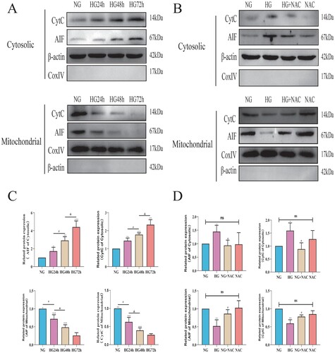 Figure 8. Oxidative stress induced by high glucose mediates the expression changes of CytC/AIF between the cytoplasm and mitochondria. A: Representative Western blot images of CytC and AIF in the cytoplasm and mitochondria of pericytes cultured under high glucose; B: Representative Western blot images of CytC and AIF in the cytoplasm and mitochondria of pericytes cultured under high glucose with NAC supplementation; C: Quantitative analysis of CytC and AIF expression in the cytoplasm and mitochondria of pericytes cultured under high glucose, n = 3, One-way Anova with Turkey’s post-hoc test, *P < 0.05, **P < 0.01, ***P < 0.001 vs NG, #P < 0.05 vs HG24 h, &P < 0.05 vs HG48 h; D: Quantitative analysis of CytC and AIF expression in the cytoplasm and mitochondria of pericytes cultured under high glucose with NAC supplementation, n = 3, One-way Anova with Turkey’s post-hoc test, *P < 0.05, **P < 0.01 vs NG, #P < 0.05 vs HG. Data are presented as the means ± SEMs.