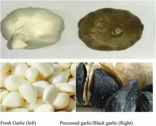 Figure 1. Fresh white garlic (left) black garlic (right)