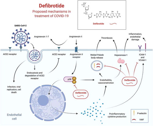 Figure 1. Pathophysiologic mechanisms of COVID-19 and proposed mechanisms of defibrotide in treatment of COVID-19. SARS-CoV-2 directly infects endothelial cells by binding to ACE2, leading to endocytosis and degradation of ACE2, and loss of ACE2 permits dysregulation of the Angiotensin II signaling axis [Citation34]. Angiotensin-II levels are increased in patients with SARS-CoV-2, likely secondary to decreased conversion to Angiotensin 1–7; increased Angiotensin-II levels lead to activation of p38/MAPK, which contributes to endotheliitis, vasoconstriction, production of inflammatory cytokines, expression of adhesion molecules VCAM-1 and ICAM-1, release of Weibel Palade bodies, and up-regulation of Heparanase-1 [Citation36]. Defibrotide inhibits activity of p38/MAPK, reduces production of proinflammatory cytokines, decreases expression of adhesion molecules, diminishes Weibel Palade body release, and limits expression and activity of Heparanase-1 [Citation2,Citation7–12]. (Created with BioRender.com)