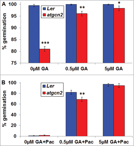 Figure 2. (A) Germination of Ler and atgcn2 seeds on plates containing increasing concentrations of GA4+7 was assayed at 96 hrs after transfer to growth room. (B) The germination assay was conducted in the same manner as in (A) but the media was supplemented with 100 µM of GA biosynthesis inhibitor Paclobutrazol (Pac) and germination was assayed at 148 hrs after transfer to growth room. Error bars represent standard error. Student's t-test was conducted to determine statistical relevance of observed differences. * P < 0.05, ** P < 0.01, *** P < 0.001. The experiment was conducted in 3 biological replications.