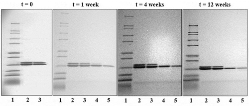 Figure 4. SDS-PAGE images of the trivalent formulation at t = 0 and after storage at different temperatures for one, four, and 12 weeks. The lanes are as follows: (1) ladder; (2) trivalent standard; (3) whole vaccine at 2°C to 8°C; (4) whole vaccine at 25°C; and (5) whole vaccine at 37°C. Double bands representing the three antigens (upper: P[6] and lower: P[4] and P[8]) are at approximately 20 kDa. Reduction in band intensity over time is due to incomplete desorption of antigen from adjuvant particles related to increased strength of antigen binding to adjuvant.