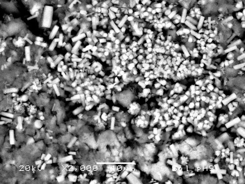 Figure 7. SEM micrograph of sample prepared as in Section 2.2.2 at pH = 9. Hap bars are observed as growing on top of the SiO2 particles. Bars are about 8 µm × 1 µm and SiO2 particles show dimensions in the order of 5 µm. The hexagonal cross section is clearly observed.