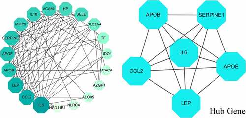 Figure 4. All 21 interaction genes of metformin and obesity-related hypertension were reciprocally connected in network map, and 6 hug genes of metformin against hypertensive obesity were screened out and identified