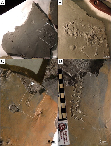 Figure 9. Kouphichnium aspodon: A) UCM 5540 (MSC 38456) B) Close up of UCM 5540 (MSC 38456) C) UCM 5157 (MSC 38454) D) Close up of UCM 5157 (MSC 38454).