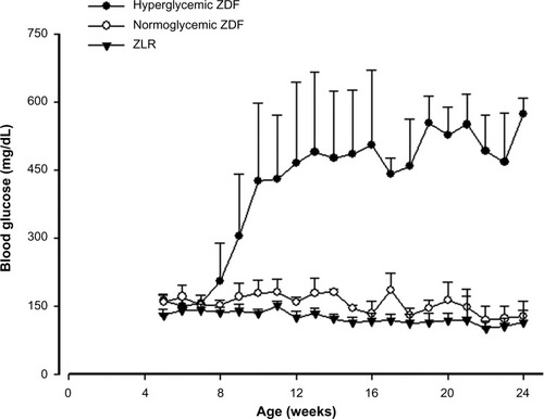 Figure 2 Profiles of blood glucose in hyperglycemic and normoglycemic ZDF animals.