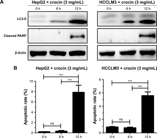 Figure 4 Analyzing the association between autophagy and apoptosis in HepG2 and HCCLM3 cells treated with crocin.