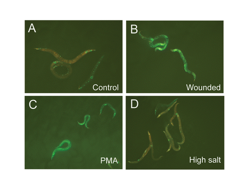 Figure 5 Extra copies of fasn-1 block the osmotic shock-induced expression of pnlp-29::GFP. (A–D) Compared to untreated controls (A), wt;frIs7;frEx288 worms exhibit a high level of pnlp-29::GFP expression after injury (B) or treatment with PMA (C), but not after osmotic stress (D).