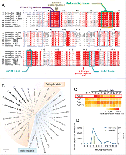 Figure 1. Cdk3 is a T. thermophila conjugation-specific Cdk with maximal expression at the start of conjugation. (A) Multiple sequences alignment of proteins containing a cyclin-binding domain (PSTAIRE) in T. thermophila and the Cdk1 subfamily of Homo sapiens and S. cerevisiae. (B) Phylogenetic analysis of Cdks in T. thermophila, H. sapiens and S. cerevisiae. Scale bar represents 10 nucleotide substitutions per 100 nucleotides. (C) Expression of CDKs during the T. thermophila life cycle. Red box, CDK3 expression during exponential growth (E) and starvation (S) conditions, and at 0–18 h post mixing. Relative expression values were based on microarray data retrieved from TetraFGD. (D) CDK3 expression profile based on microarray and RNA-Seq data.