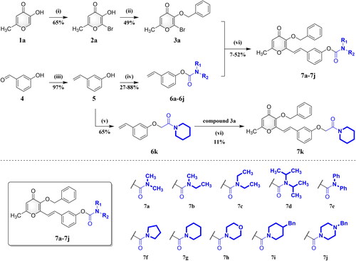 Scheme 1. Synthesis of compounds 7a–7k. Reagents and conditions: (i) NBS, NH4OAc, CH3CN, RT; (ii) BnBr, K2CO3, CH3CN, 75 °C; (iii) CH3Ph3P-Br+, NaH, THF, N2, 80 °C; (iv) R1R2NCOCl, 4-DMAP, K2CO3, CH3CN, N2, 75 °C; (v) 2-chloro-1-(piperidin-1-yl)ethan-1-one, 4-DMAP, K2CO3, CH3CN, N2, 75 °C; (vi) Pd(OAc)2, TEA, DMF, N2, 100 °C.