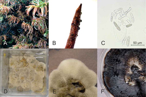 Fig. 1 (Colour online) Symptoms and fungal reproduction structures observed on balsam fir and growth of two fungi isolated from these structures. (A) shoot blight symptoms, (B) pseudothecia on the superior side of a needle, (C) ascus from pseudothecia releasing uniseptate ascospores characteristic of Delphinella balsameae, (D) colonies of D. balsameae showing a dissemination pattern, (E) 2-week-old mycelium of D. balsameae on PDA medium, (F) 2-week-old mycelium of Sydowia polyspora on PDA medium.