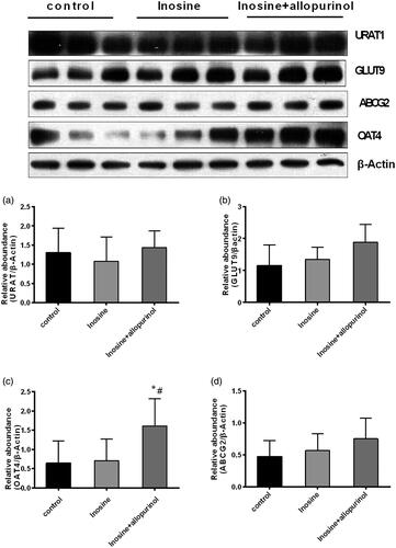 Figure 7. Western blotting analysis of URAT1, GLUT9, OAT4 and ABCG2 in the kidney cortex tissues. Data are presented as mean ± SEM, n = 5/group. #p< 0.05 vs. 200 mg/kg inosine-treated hyperuricemic monkeys. *p< 0.05 vs. control monkeys.