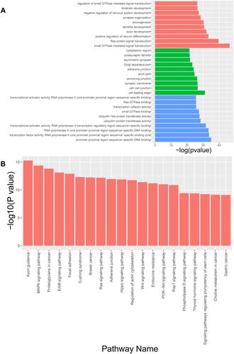 Figure 2 GO and KEGG pathway analysis of differentially expressed mRNAs. (A) The top 10 GO terms in biological process, cellular component, and molecular function are shown, ranked by enrichment score. (B) Top 20 pathways enriched among differentially regulated mRNAs.