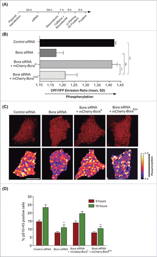 Figure 1. (A) Scheme of the assay used to test the effect of Cdk1-dependent sites on Bora for Plk1 activation in living cells and for pS10-H3 staining assessment in fixed cells. (B) Histogram showing CFP/YFP emission ratios averaged over multiple cells (n ≥ 15 per condition) expressing an untargeted Plk1 phosphorylation sensor after G2 checkpoint recovery of control or Bora-depleted cells transfected with mCherry-BoraR and mCherry-BoraR3A constructs. N = 4 independent experiments. Mean ± standard deviation is shown. Statistical significance was determined using Student's t test: ns = not significant, *** = p < 0.001. (C) Representative images showing the mCherry channel (top panels) and the false-colored coded CFP/YFP emission ratios (bottom panels). Scale bar, 10 μM. (D) Histogram showing the percentage of pS10-H3 positive cells after G2-checkpoint recovery of control or Bora-depleted cells transfected with Cherry-Bora constructs after 9 hours and 18 hours treated with nocodazole as in (A), N = 3 independent experiments. Statistical significance was determined using Student's t test: ** = p < 0.01 for Bora-depleted cells or mCherry-BoraR3A –rescued cells compared to mCherry-BoraR–rescued cells.