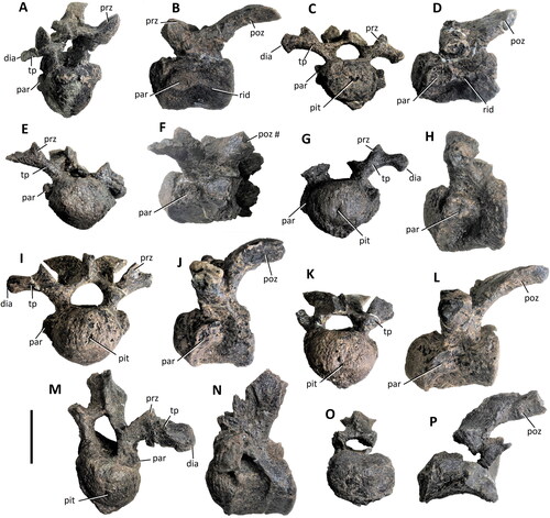 Figure 14. Comptonatus chasei gen. et sp. nov. (IWCMS 2014.80). Opisthocoelous presacral vertebrae. Vertebra A: A, anterior and B, left lateral; vertebra B: C anterior, D, left lateral; vertebra C: E, anterior, and F, left lateral; vertebra D: G, anterior, H, left lateral; vertebra E: I, anterior, J, left lateral; vertebra F: K, anterior and L, left lateral; vertebra G: M, anterior and N, left lateral; vertebra H: O, anterior and P, left lateral views. Abbreviations: dia, diaphysis; par, parapophysis; pit, notochordal pit; rid, lateral ridge; poz, postzygapophysis; prz, prezygapophysis; tp, transverse process; #, fracture. Scale bar represents 50 mm.