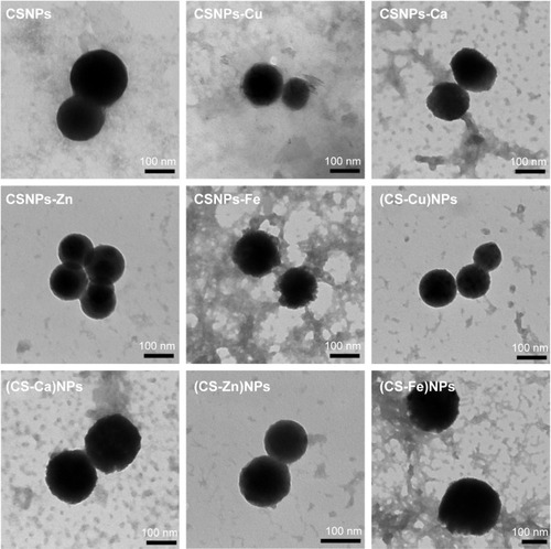 Figure 1 TEM images of the CSNPs, Series 1 and Series 2.Note: The magnification of CSNPs, CSNPs-Cu, CSNPs-Ca, CSNPs-Zn, CSNPs-Fe, (CS-Cu)NPs, (CS-Cu)NPs, (CS-Ca)NPs is ×30 k. The magnification of (CS-Zn)NPs is ×40 k. The magnification of (CS-Fe)NPs is ×25 k.Abbreviations: TEM, transmission electron microscopy; CSNPs, chitosan nanoparticles; CS, chitosan; NPs, nanoparticles.
