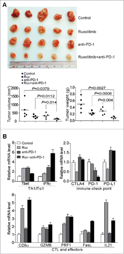 Figure 8. Ruxolitinib increases the efficacy of anti-PD-1 mAb immunotherapy to suppress pancreatic tumor growth in vivo. (A) PANC02-H7 cells were injected into pancreas to establish orthotopic pancreatic tumors. The tumor-bearing mice were treated with solvent (Control, n = 5), Ruxilitinib (50 mg/kg body weight, n = 5) daily, anti-PD-1 mAb (200 μg/mouse, n = 5) every 2 d, and Ruxolitinib + anti-PD-1 mAb (n = 5) for 10 d. Shown are the images of the dissected tumors. Right panel: tumors were measured using a digital caliber. The tumor volume was calculated by the volume of length × width2/2 (left panel). Tumor weights of the control and treatment groups are presented at the right. (B) RNAs were isolated from tumor tissues of the four group mice as in (A) (n = 5 for each group). The RNA samples from the five mice of each group were pooled and the expression levels of the indicated genes were analyzed by real-time PCR using gene-specific PCR primers. Column: Mean; Bar: SD.