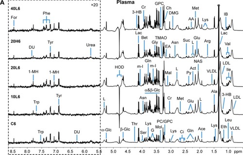 Figure 1 Representative 1H nuclear magnetic resonance spectra of rat plasma (A) and urine (B) obtained from groups C6, 10L6, 20L6, 20H6 and 40L6.Notes: C, L, and H represent the control and low- and high-dose groups, respectively, 6 represents 6 hours posttreatment, and 10, 20, and 40 represent Fe@Si NPs of 10, 20 and 40 nm, respectively. The spectral regions in the dashed boxes were magnified 20 times (for plasma) and five times (for urine) for the purpose of clarity.Abbreviations: Fe@Si, Fe3O4@SiO2-NH2; NPs, nanoparticles; AB, aminobutyrate; AA, acetoacetate; Ab, anabasine; Ace, acetate; Ach, acetylcholine; Aco, aconitate; Act, acetone; AD, acetamide; AH, aminohippurate; Ala, alanine; All, allantoin; Arg, arginine; Asn, asparagine; Ben, benzoate; Bet, betaine; Bu, butyrate; Ch, choline; Ci, citrate; Cn, creatinine; Cr, creatine; DG, deoxyguanosine; DMA, dimethylamine; DMG, dimethylglycine; DU, deoxyuridine; EA, ethanolamine; Eth, ethanol; For, formate; Fum, fumarate; G, glycerol; GA, guanidinoacetate; Glc, glucose; Gln, glutamine; Glu, glutamate; Gly, glycine; GPC, glycerolphosphocholine; HB, hydroxybutyrate; HG, homogentisate; HIB, hydroxyisobutyrate; Hip, hippurate; HIV, hydroxyisovalerate; IB, isobutyrate; Ile, isoleucine; IP, isopropanol; IV, isovalerate; KG, ketoglutarate; KIV, ketoisovalerate; L, lipid; Lac, lactate; LDL, low-density lipoprotein; Leu, leucine; Lys, lysine; MA, methylamine; Mal, malonate; MG, methylguanidine; MH, methylhistidine; m-HPA, meta-hydroxyphenylacetate; m-I, myo-inositol; Met, methionine; MM, methylmalonate; Mol, methanol; NA, nicotinamide; NAD, nicotinamide adenine dinucleotide; NAG, N-acetylglutamate; NAS, N-acetyl glycoprotein signal; N-MH, N-methylnicotinamide; NP, neopterin; o-HPA, ortho-hydroxyphenylacetate; PA, picolinate; PAG, phenylacetylglycine; Pan, pantothenate; PAP, adenosine 3′,5′-diphosphate; PC, phosphocholine; Phe, phenylalanine; p-HPA, para-hydroxyphenylacetate; Prop, propionate; Py, pyruvate; Ser, serine; Suc, succinate; Aad, 2-aminoadipate; Tau, taurine; TGL, trigonelline; Thr, threonine; TMAO, trimethylamine N-oxide; Trp, tryptophan; Tyr, tyrosine; UC, urocanate; Val, valine; VLDL, very-low-density lipoprotein.