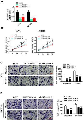 Figure 3 LINC00941 knockdown impairs proliferation,migration and invasion of colon cancer cells in vitro. (A) LINC00941 expression level in LoVo and HCT116 cells transfected with siLINC00941 was detected by RT-qPCR. (B) Cell viability of LoVo and HCT116 cells transfected with siLINC00941 was detected by CCK8 assay. (C and D) The invasion and migration of LoVo and HCT116 cells transfected with siLINC00941 was detected by Transwell assay.Scale bars,200μm. **P < 0.01, ***P<0.001.