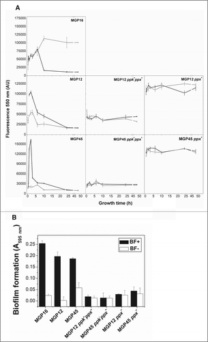 Figure 6. Intracellular polyP levels and biofilm formation in parental and mutants strains. (A) Cells of the indicated strains were grown for 48 h in static M63 medium modified with the Pi concentrations corresponding to BF+ (black line) and BF- (gray line) conditions. At the indicated time of growth, polyP was quantified using DAPI fluorescence, as described in Methods. DAPI emission was undetectable in cell free controls. (B) Indicated strains were grown in static conditions for 48 h in M63 medium modified with the indicated Pi concentrations corresponding to BF+ conditions (black columns) and to BF- conditions (white columns). Biofilm formation was quantified by cristal violet technique. Data are expressed as average ± SD of 4 independent experiments.