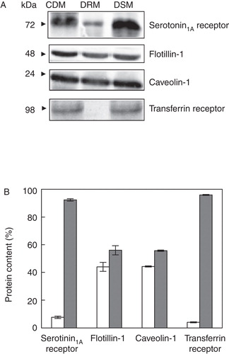 Figure 4. Estimation of serotonin1A receptors in DRM and DSM fractions of cholesterol-depleted membranes. (A) Representative immunoblots showing the distribution of serotonin1A receptors, flotillin-1, caveolin-1 and transferrin receptors in cholesterol-depleted membranes and the corresponding DRM and DSM fractions. (B) Contents of serotonin1A receptors, flotillin-1, caveolin-1 and transferrin receptors in DRM (white bars) and DSM (gray bars). Values are expressed as percentages of total protein contents in DRM and DSM fractions. Estimation of proteins was performed by densitometric analysis of respective bands on immunoblots using Bio-2D+software (Bio-Rad). Data represent means ± SE of at least three independent experiments. See Methods for other details.